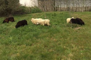 Mouton Landes de Bretagne 1
