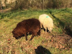 Mouton Landes de Bretagne 2