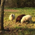 Mouton Landes de Bretagne 4