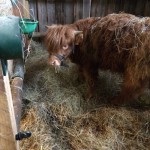 Vache Highland Cattle 25