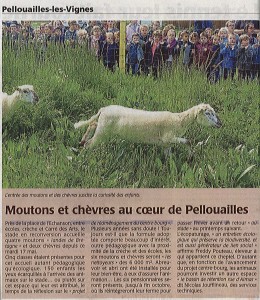 Pellouaille les vignes Eco Paturage